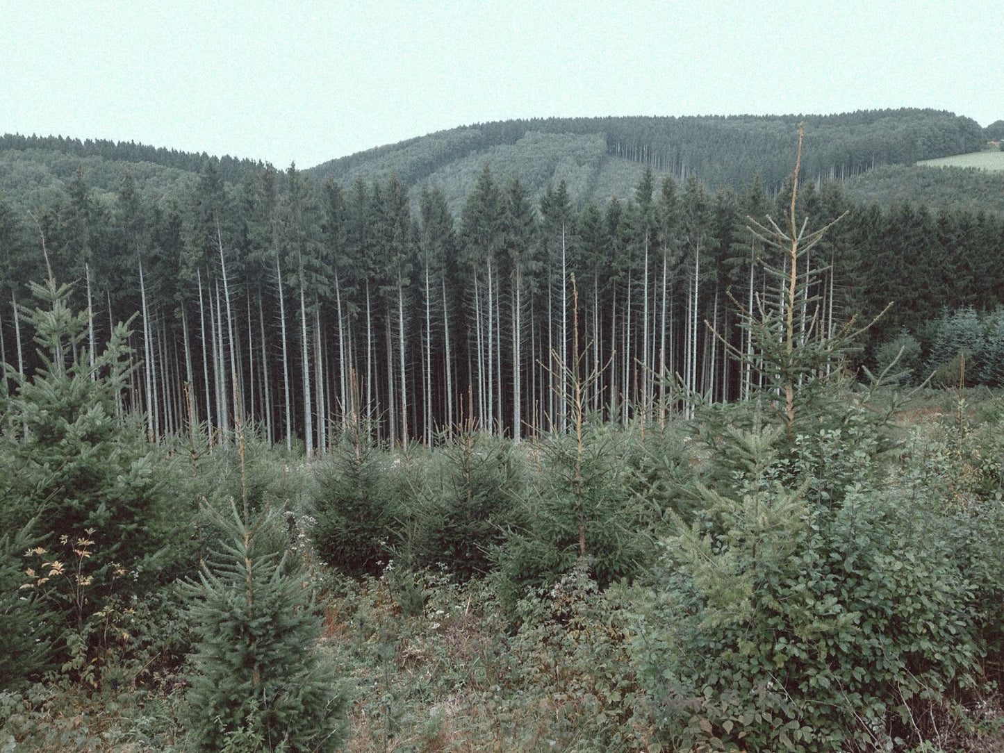 Green forest